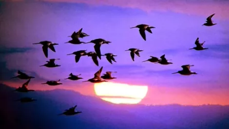Migratingbirds