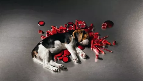 Puppy