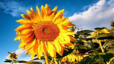 How IT grads are shining brightly in Summer of Tech's world