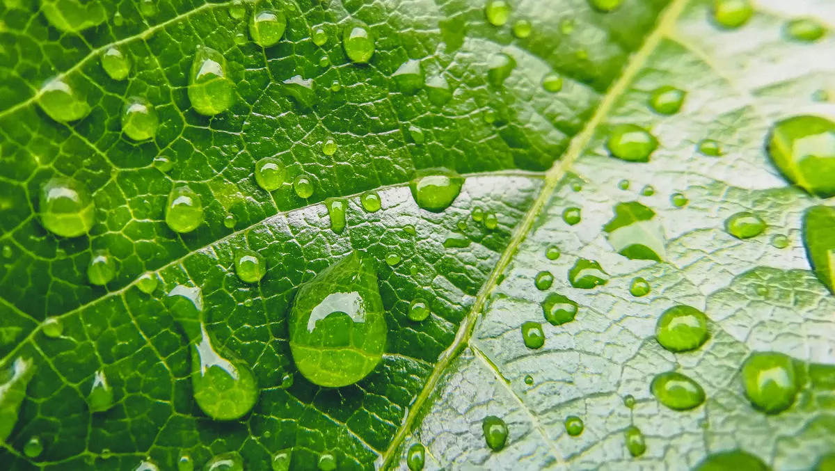 NEXTDC launches 'first of its kind' carbon neutrality program
